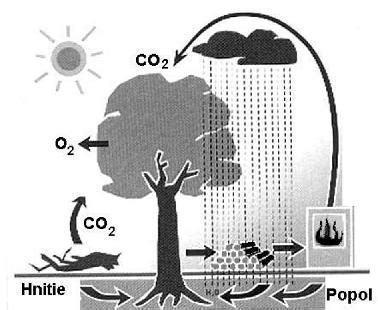 infografika znázorňujúca kolobeh CO2 pri spaľovaní biomasy a základné rozdelenie palív ako pelety, brikety a kusové drevo