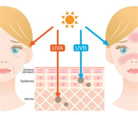 Schéma narušenia DNA mikroorganizmov UV-C žiarením