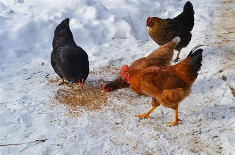Ilustrácia sliepok v zasneženom prostredí, symbolizujúca potrebu zateplenia kurína